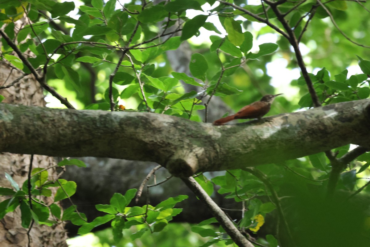 Streak-headed Woodcreeper - ML646534738