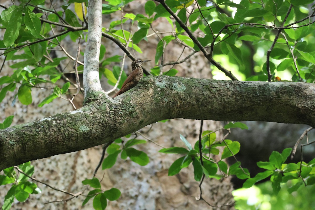 Streak-headed Woodcreeper - ML646534740