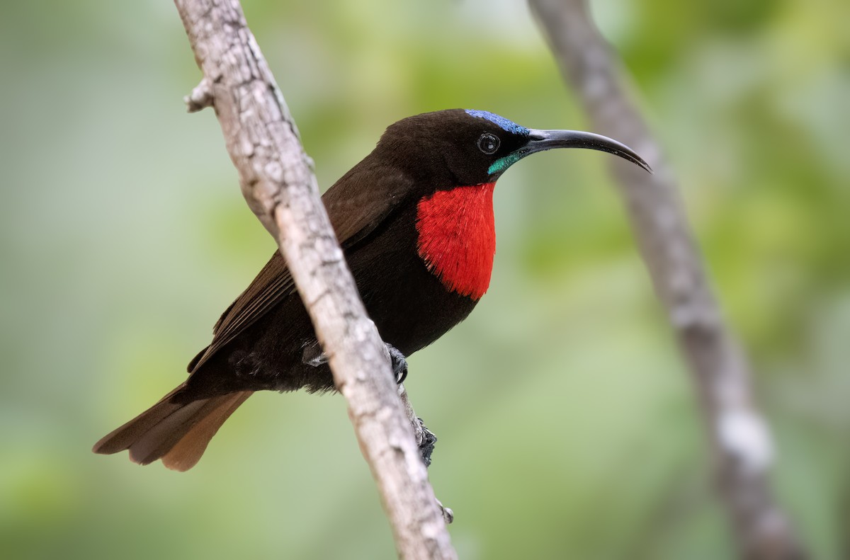 Scarlet-chested Sunbird - ML646534741