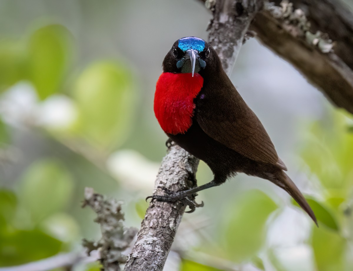 Scarlet-chested Sunbird - ML646534742