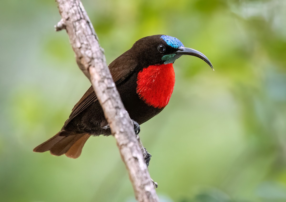 Scarlet-chested Sunbird - ML646534743
