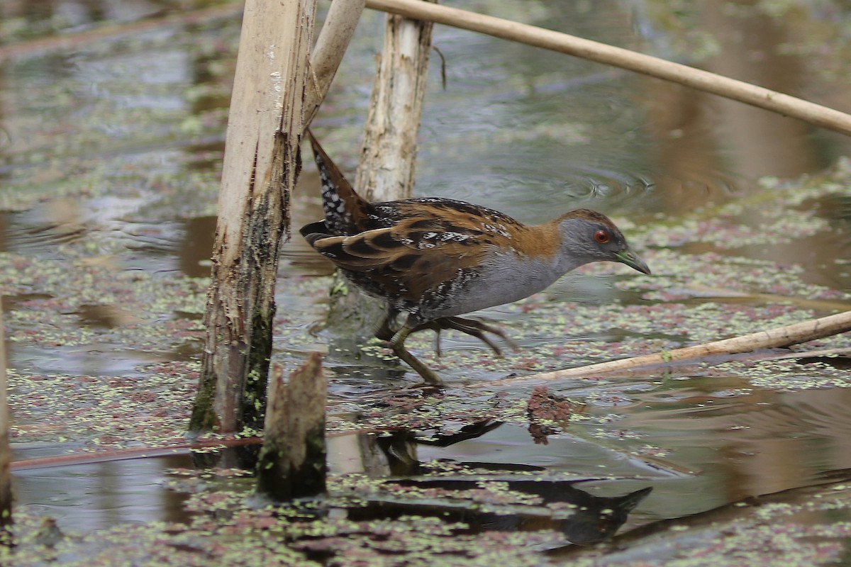 Baillon's Crake - ML646534744