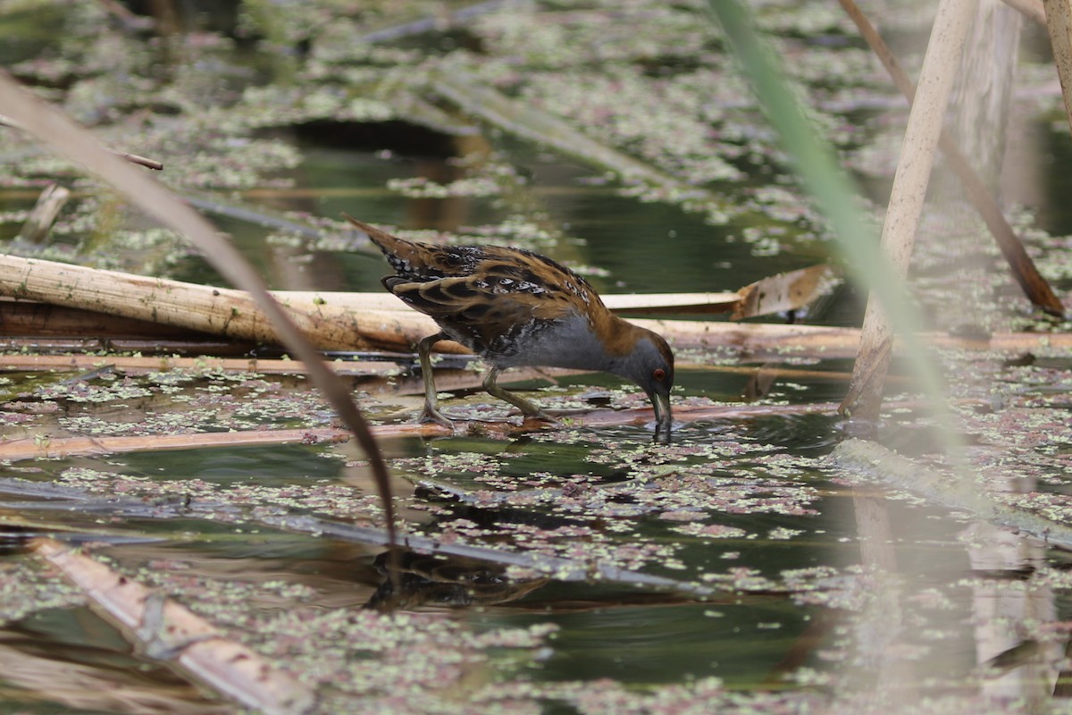 Baillon's Crake - ML646534745