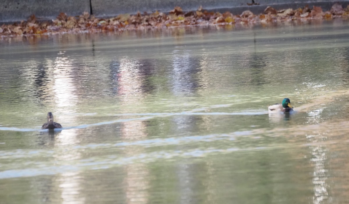 Mallard - ML646534746