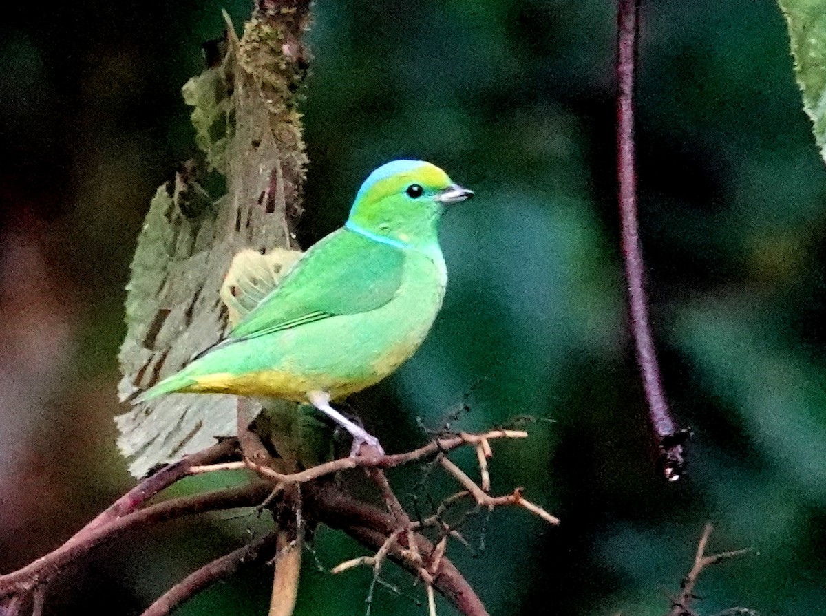 Golden-browed Chlorophonia - ML646534747