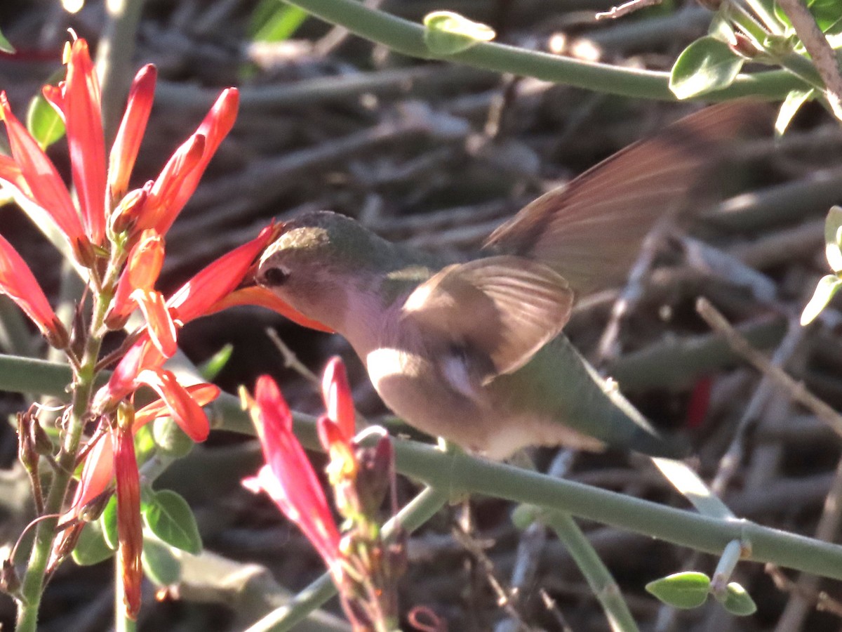 Anna's Hummingbird - ML646534748
