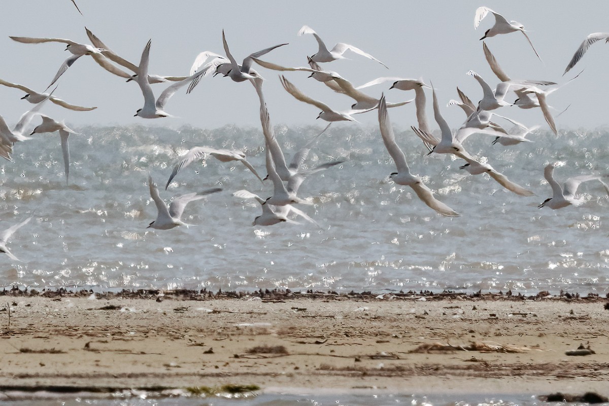 Пестроносая крачка - ML646534751