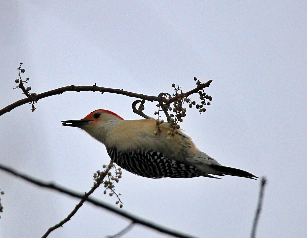 Red-bellied Woodpecker - ML646534753
