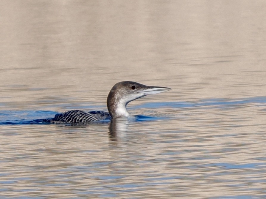 Colimbo Grande - ML646534756