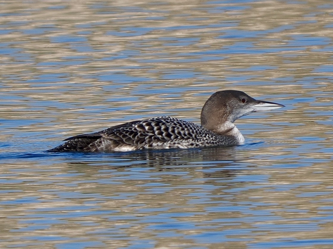 Colimbo Grande - ML646534757