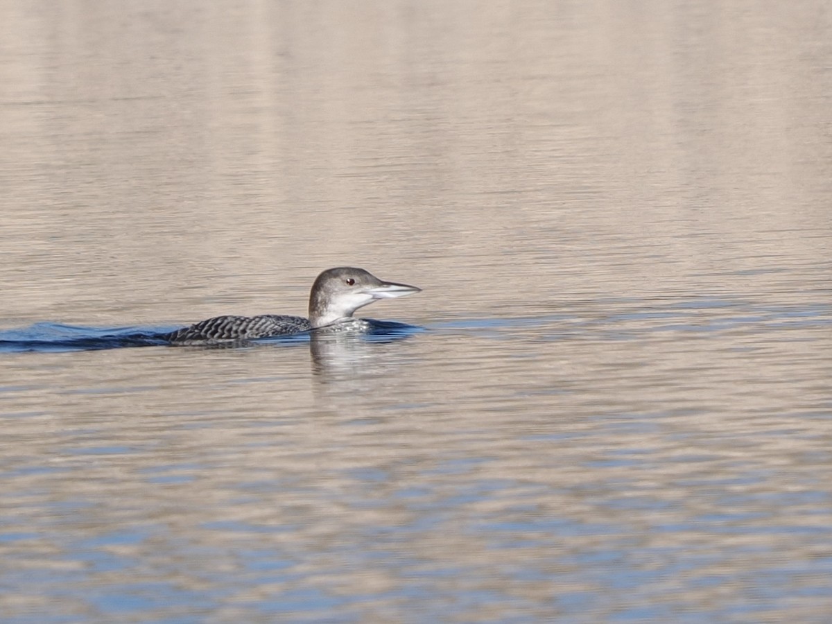 Colimbo Grande - ML646534759