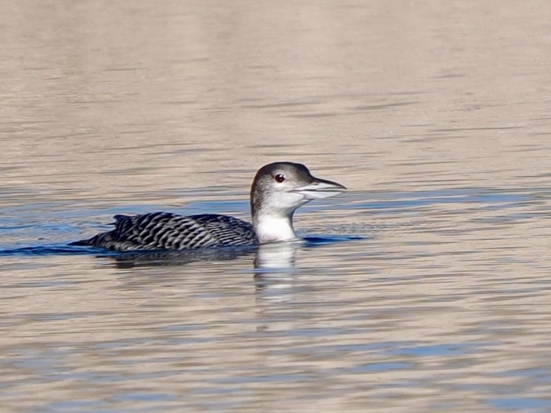 Colimbo Grande - ML646534760