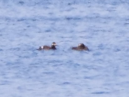 Белокрылый турпан - ML646534761