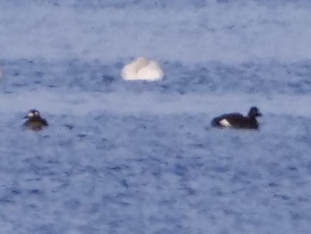 Белокрылый турпан - ML646534762