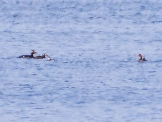 Белокрылый турпан - ML646534763