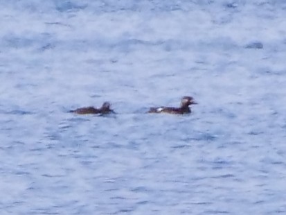 Белокрылый турпан - ML646534764