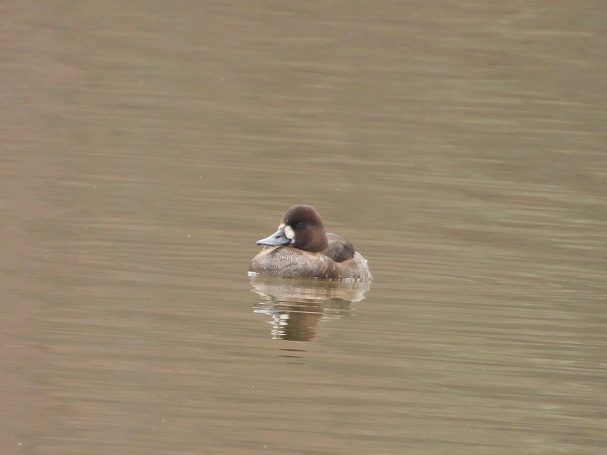 Lesser Scaup - ML646534766