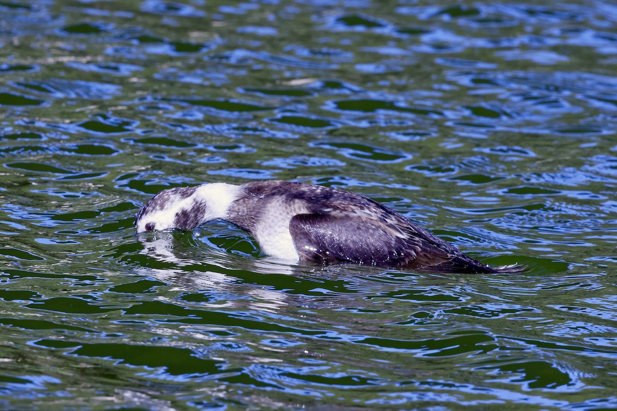 Long-tailed Duck - ML646534767