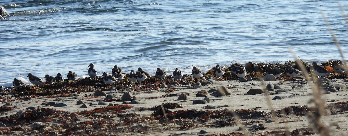 Ruddy Turnstone - ML646534768