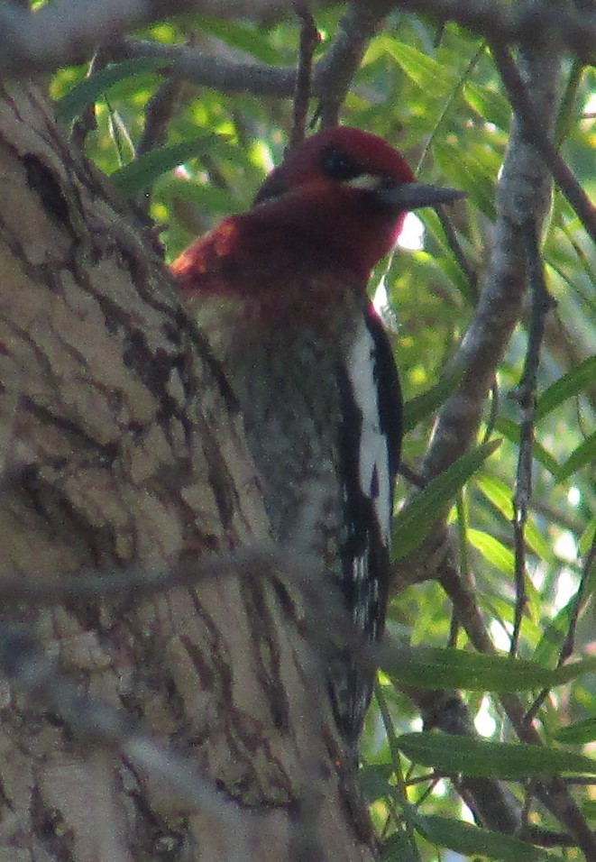 Red-breasted Sapsucker - ML646534769