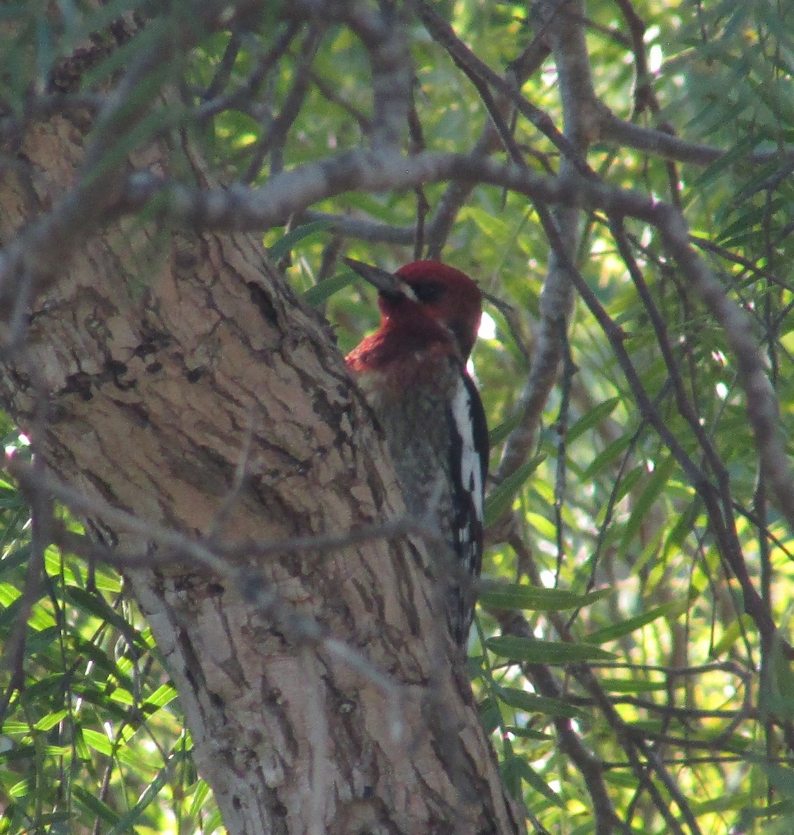 Red-breasted Sapsucker - ML646534770