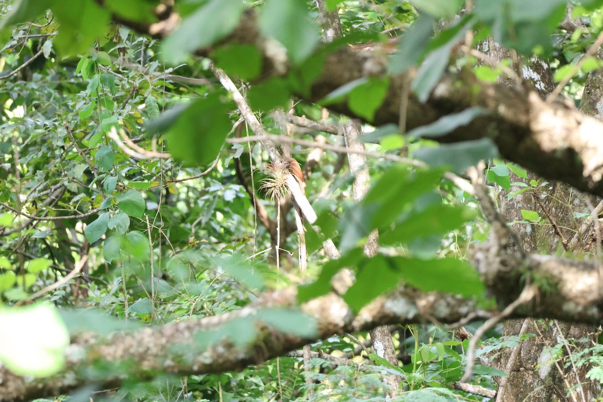 Ivory-billed Woodcreeper - ML646534772