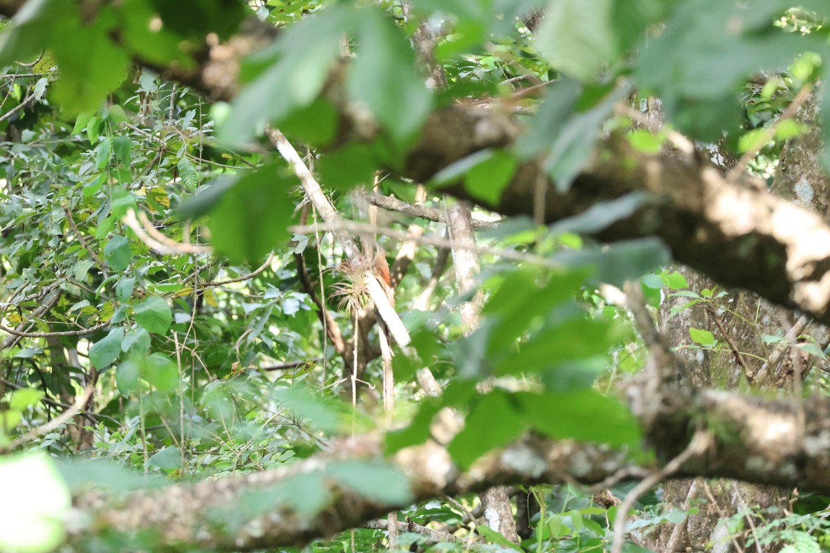 Ivory-billed Woodcreeper - ML646534773