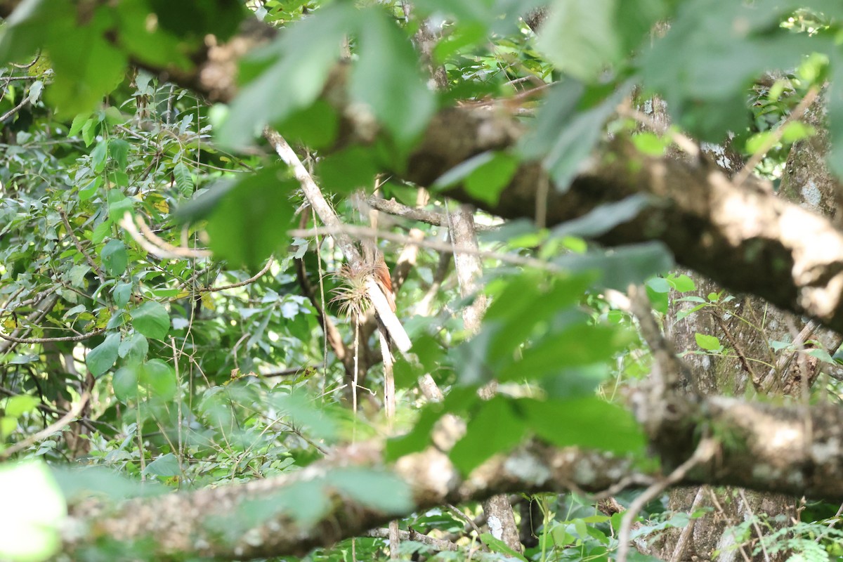 Ivory-billed Woodcreeper - ML646534774