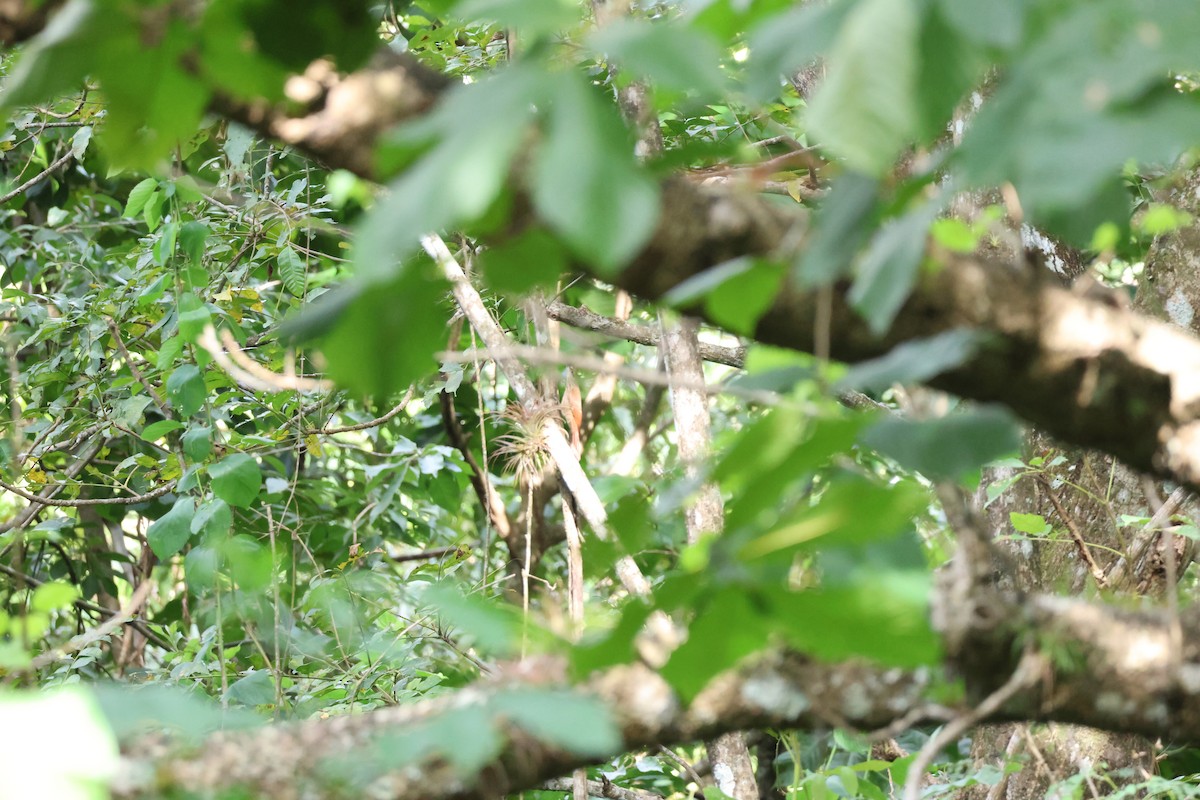Ivory-billed Woodcreeper - ML646534775