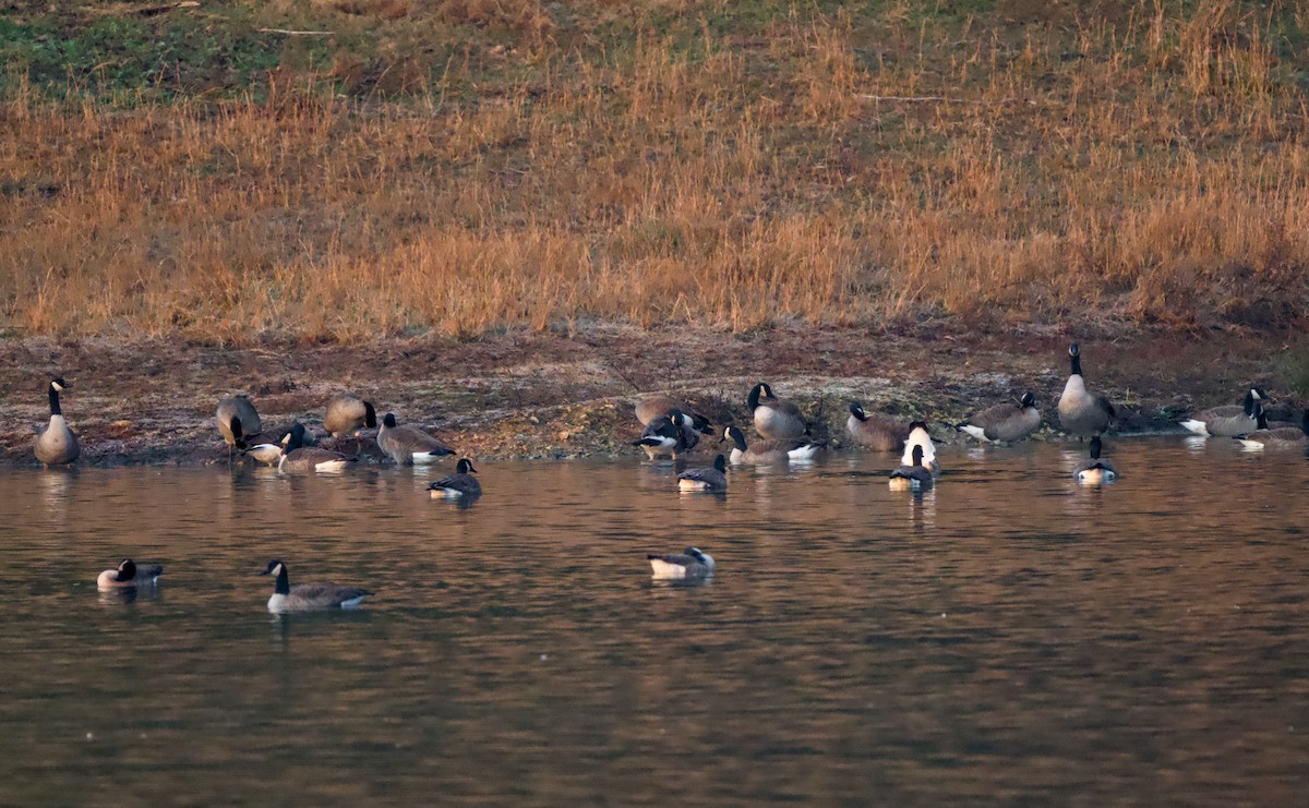 Canada Goose - ML646534782