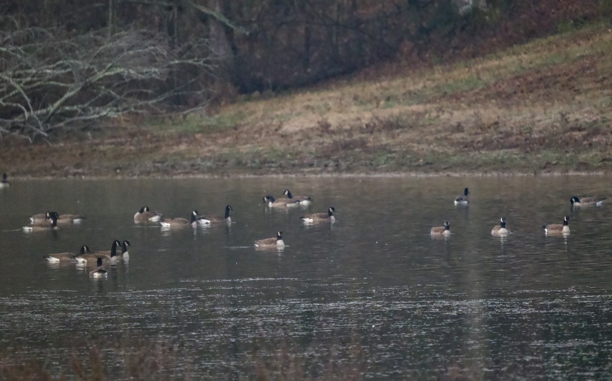 Canada Goose - ML646534783