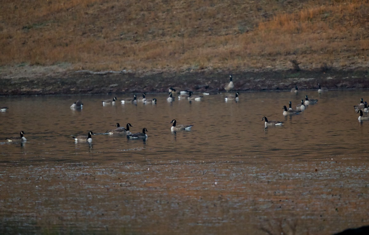Canada Goose - ML646534784