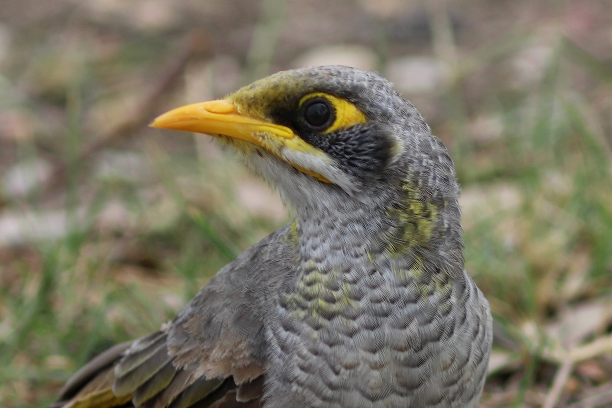 Yellow-throated Miner - ML646534785