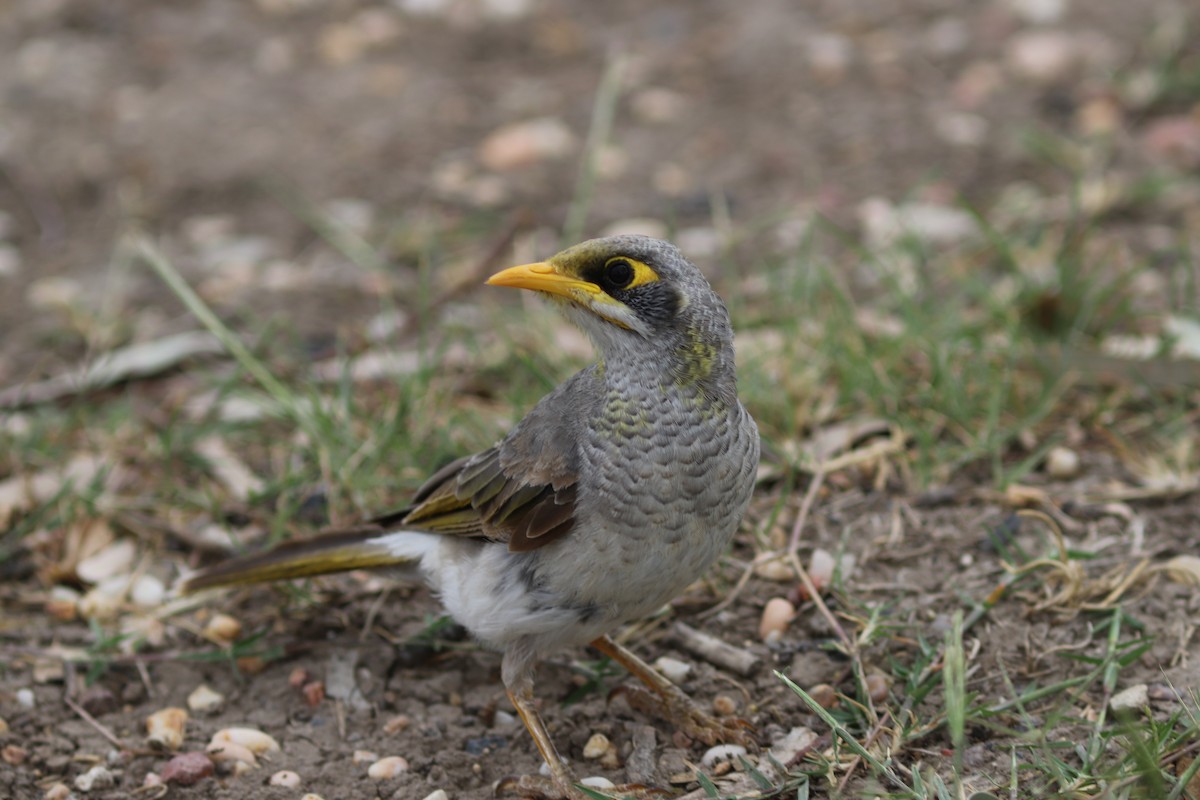 Yellow-throated Miner - ML646534786