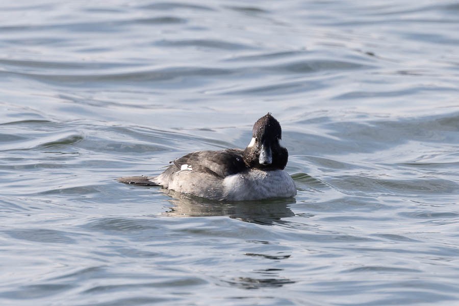 Bufflehead - ML646534787
