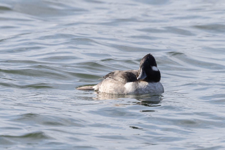 Bufflehead - ML646534788