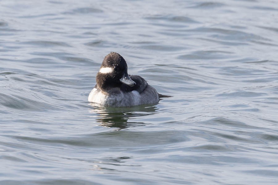 Bufflehead - ML646534789