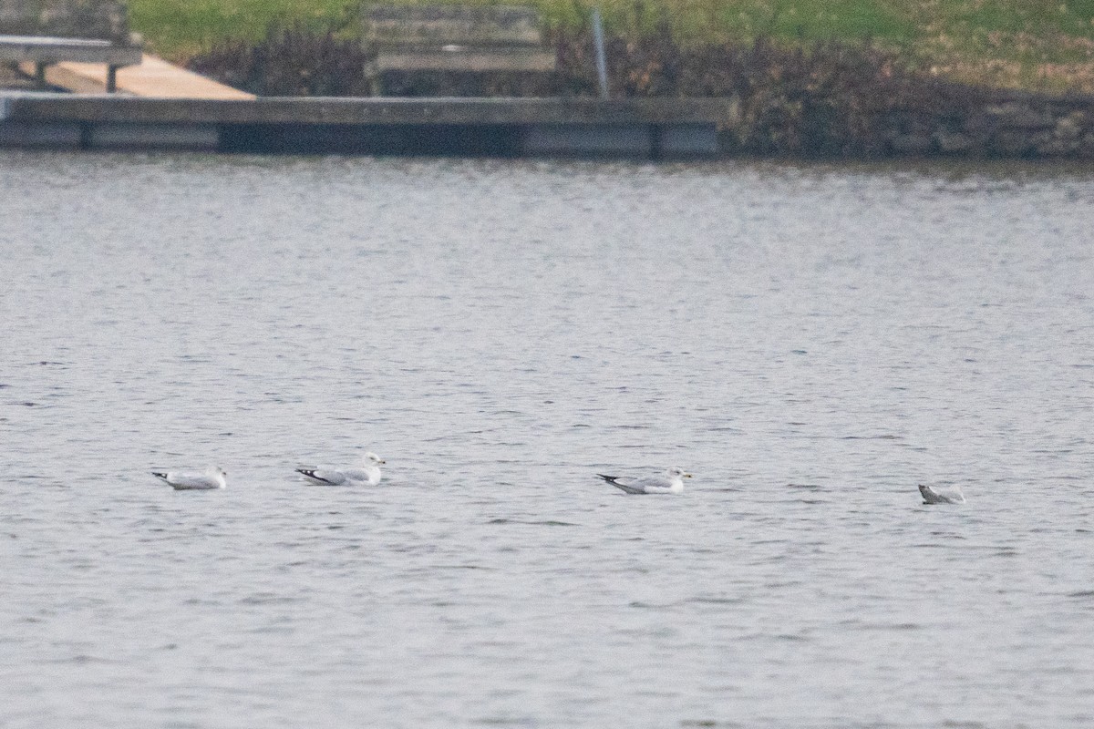 Ringschnabelmöwe - ML646534791