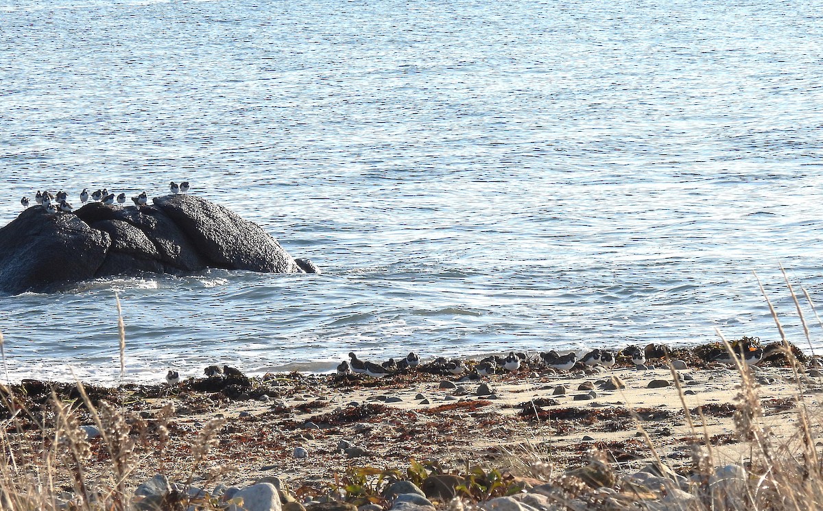 Ruddy Turnstone - ML646534799