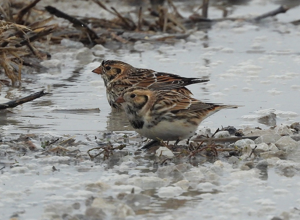 Lapland Longspur - ML646534800