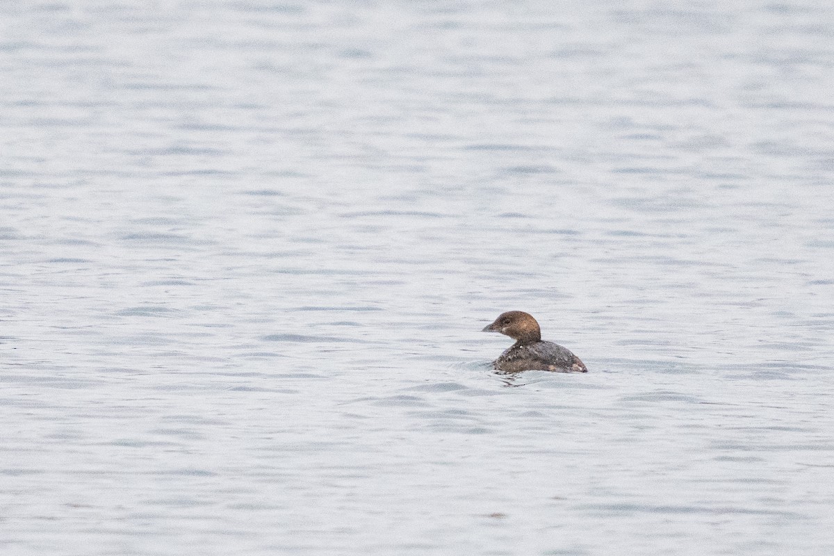 Bindentaucher - ML646534801