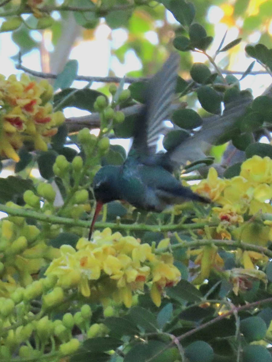 Broad-billed Hummingbird - ML646534802