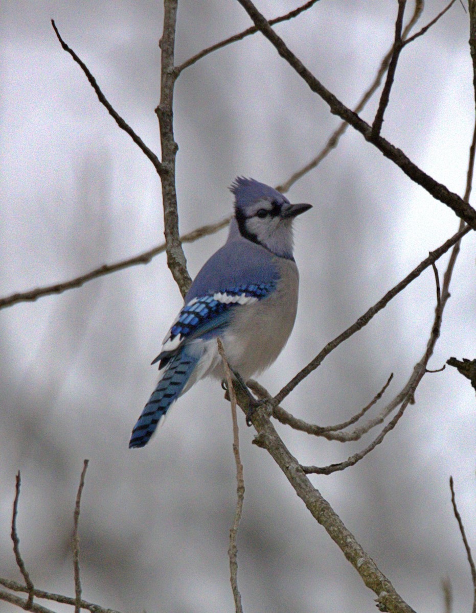Blue Jay - ML646534805