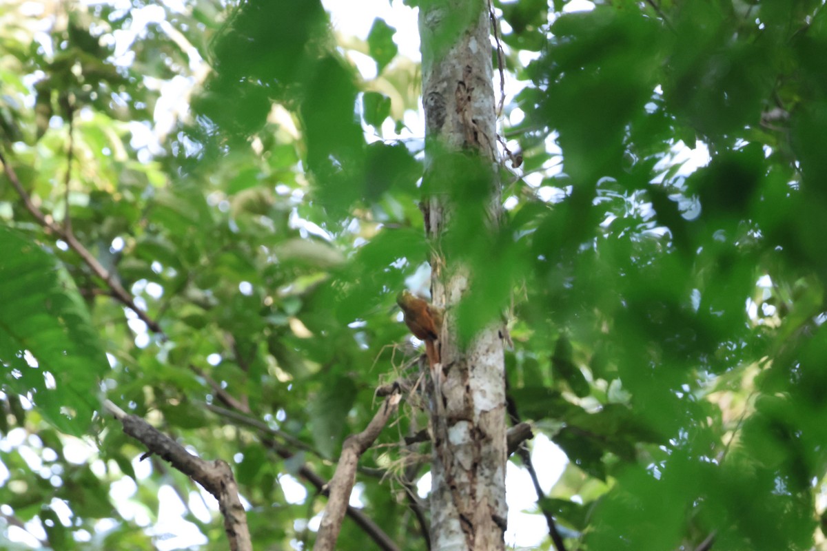 Northern Plain-Xenops - ML646534806