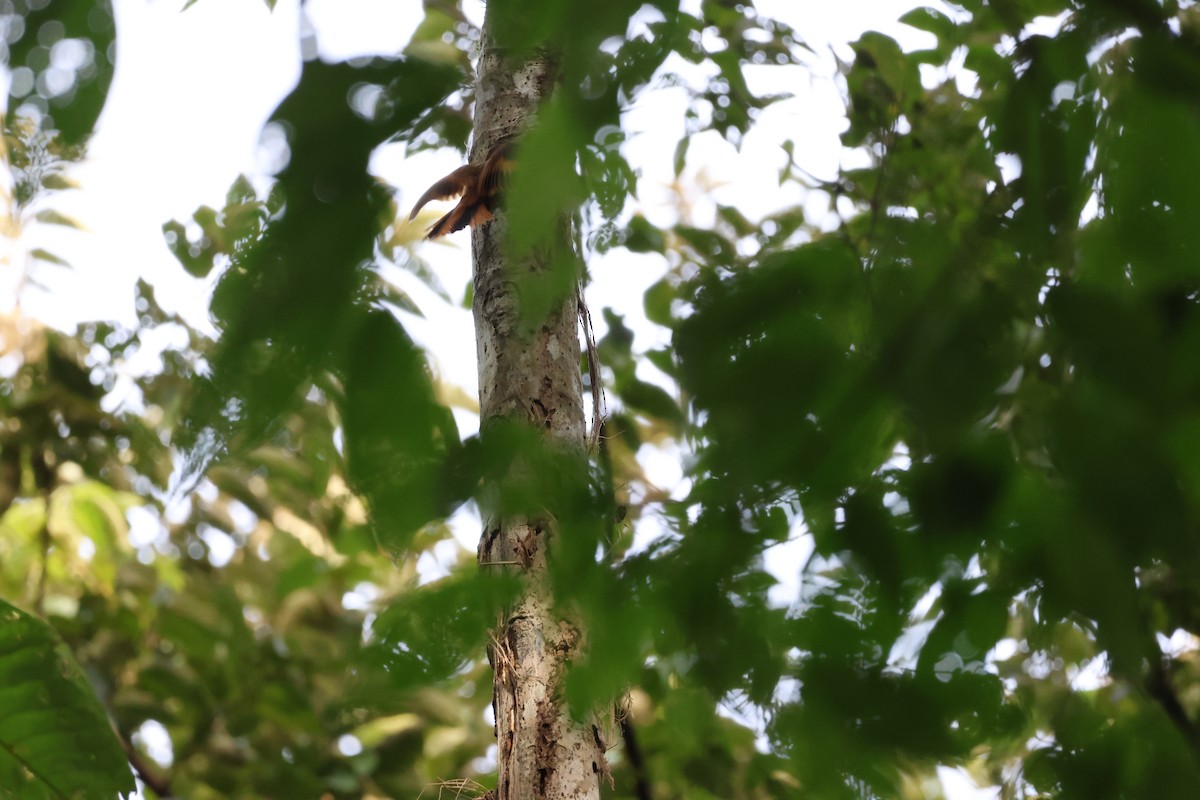 Northern Plain-Xenops - ML646534807