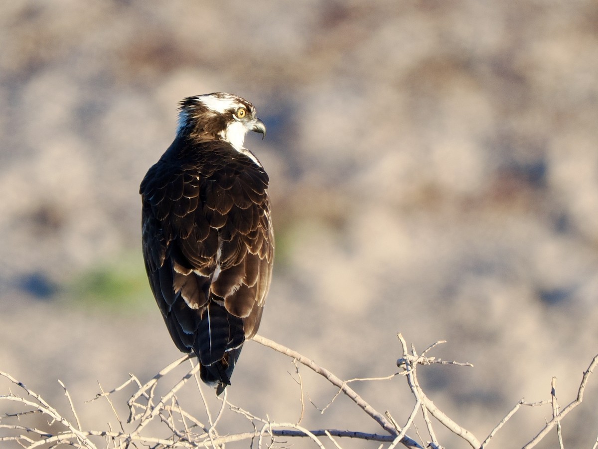 Águila Pescadora - ML646534808