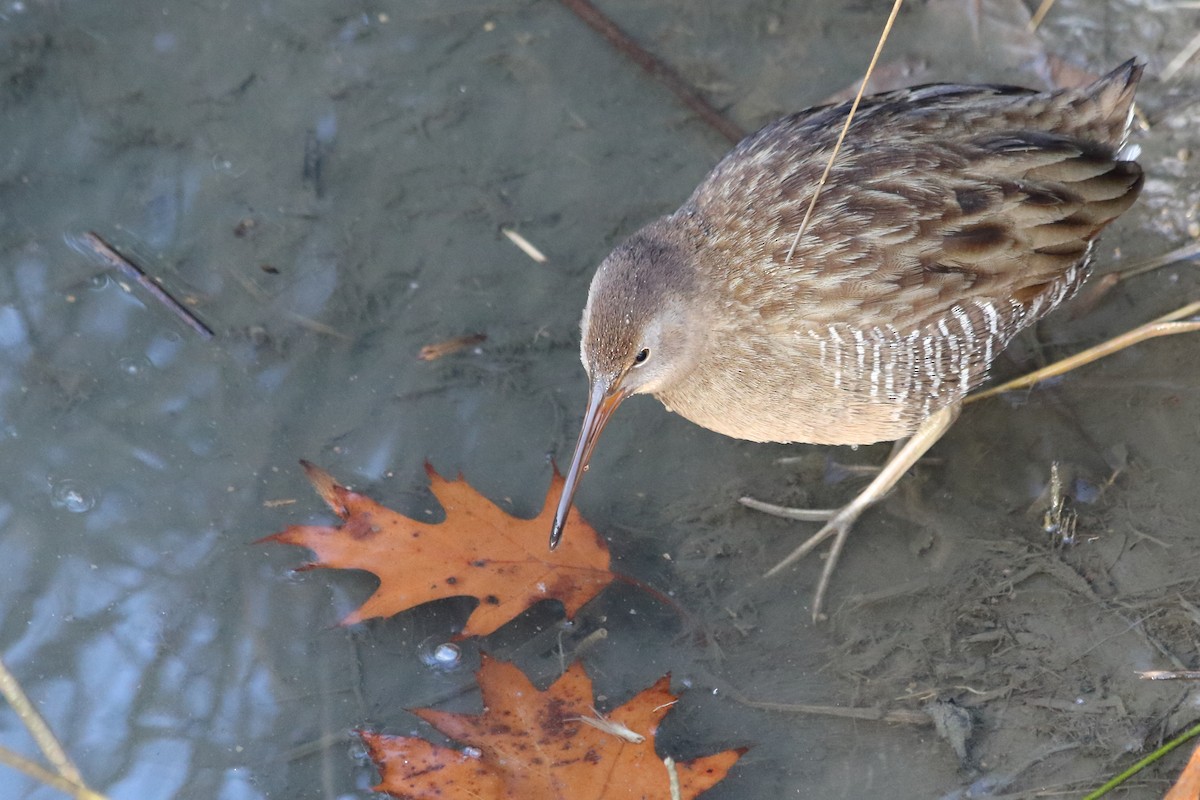 Clapper Rail - ML646534809