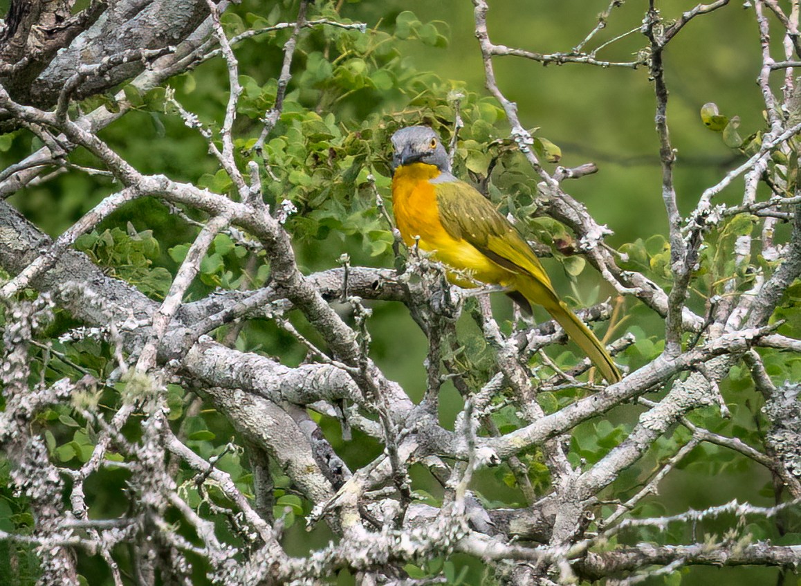 Gladiador Cabecigrís - ML646534810