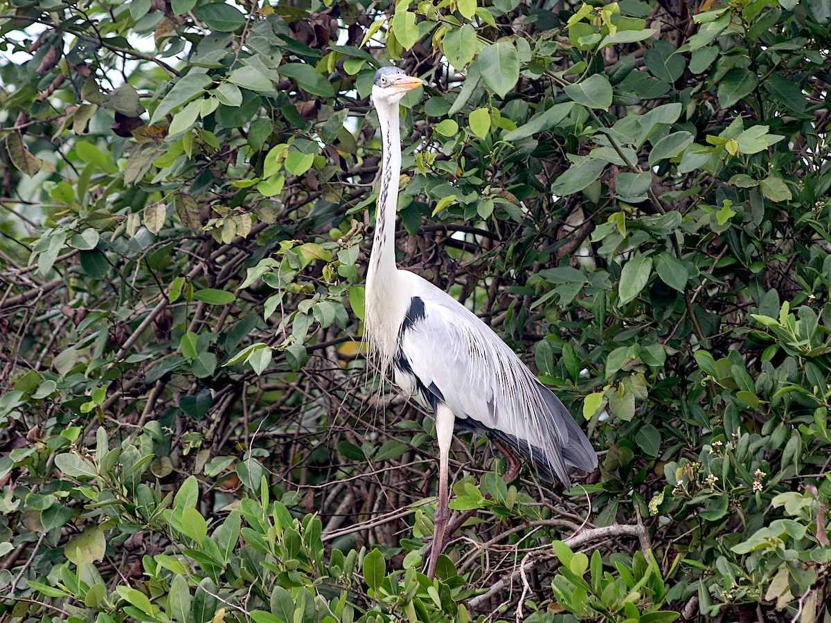 Cocoi Heron - ML646534811