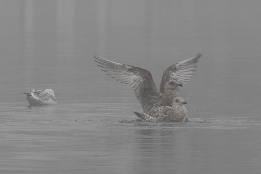 American Herring Gull - ML646534812